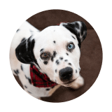 Dog Pin