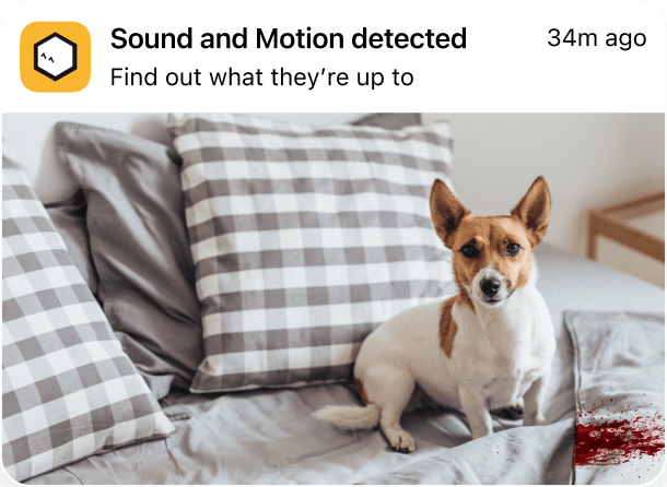 Notification