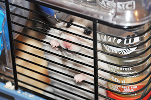 Hamster Chewing Bars
