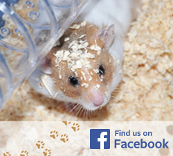 Happy Hamster on Facebook