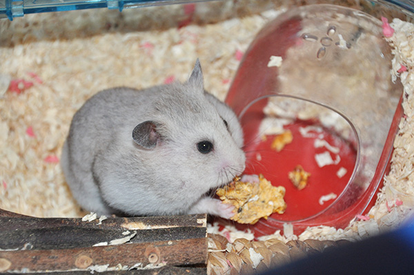 Hamsters make the perfect pet