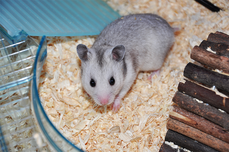 The 5 Different Types Of Pet Hamsters Happy Hamster Online Hamster Resource,How Much Do Arabian Horses Cost
